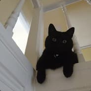 NigelCat[lance]