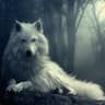 Sleep Wolf