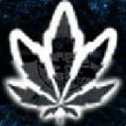 dmt