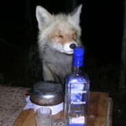 Buhalini foxini