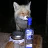 Buhalini foxini