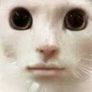LagGato