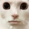 LagGato