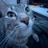 ZazuCat