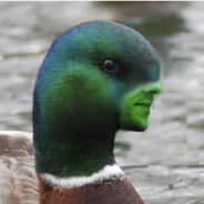 Ducc