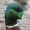 Ducc