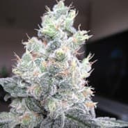 Gorrilla Glue