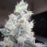 Gorrilla Glue