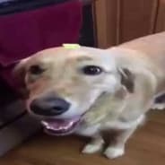 yoba