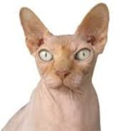 Gaming Sphynx