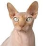 Gaming Sphynx