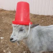 jef
