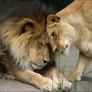 Lioness the Leader of Lions