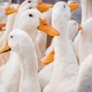 duckgunZgk