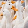 duckgunZgk