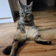 bÖ