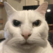 ANGRYCAT