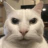 ANGRYCAT