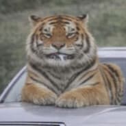Гнида