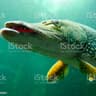 King Pike