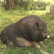 Mr.Pig