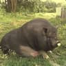 Mr.Pig