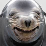 Foca