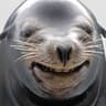 Foca