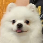 Vishen'kaxaxax