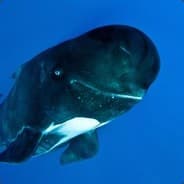 DrowningWhale