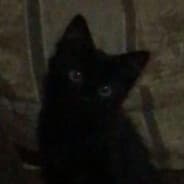 Mittens
