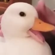 William Duck