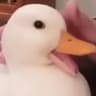 William Duck
