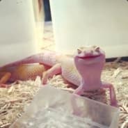 Suokiksi