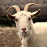 goat