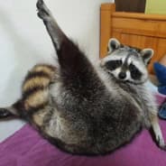 Trash Panda