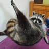 Trash Panda