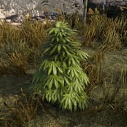 Hemp Thief