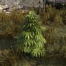 Hemp Thief