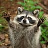 big brain raccoon