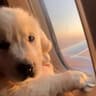 noob dog