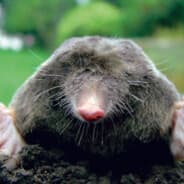 Der Maulwurf