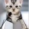 pussy
