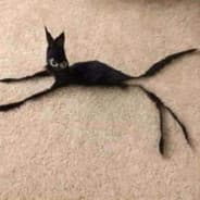 Gato Palito