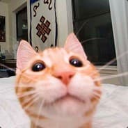 Tickler Of Cats