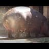 Hippopotamus pooping