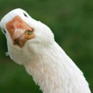 GOOSE#Rustmoment