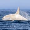 Albino Orca