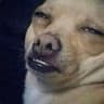dogface420