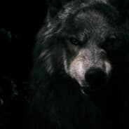 Black Wolf